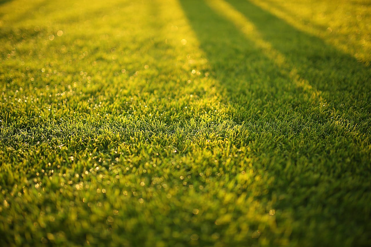 Services Close-up of vibrant green grass with soft shadows on a sunny day.