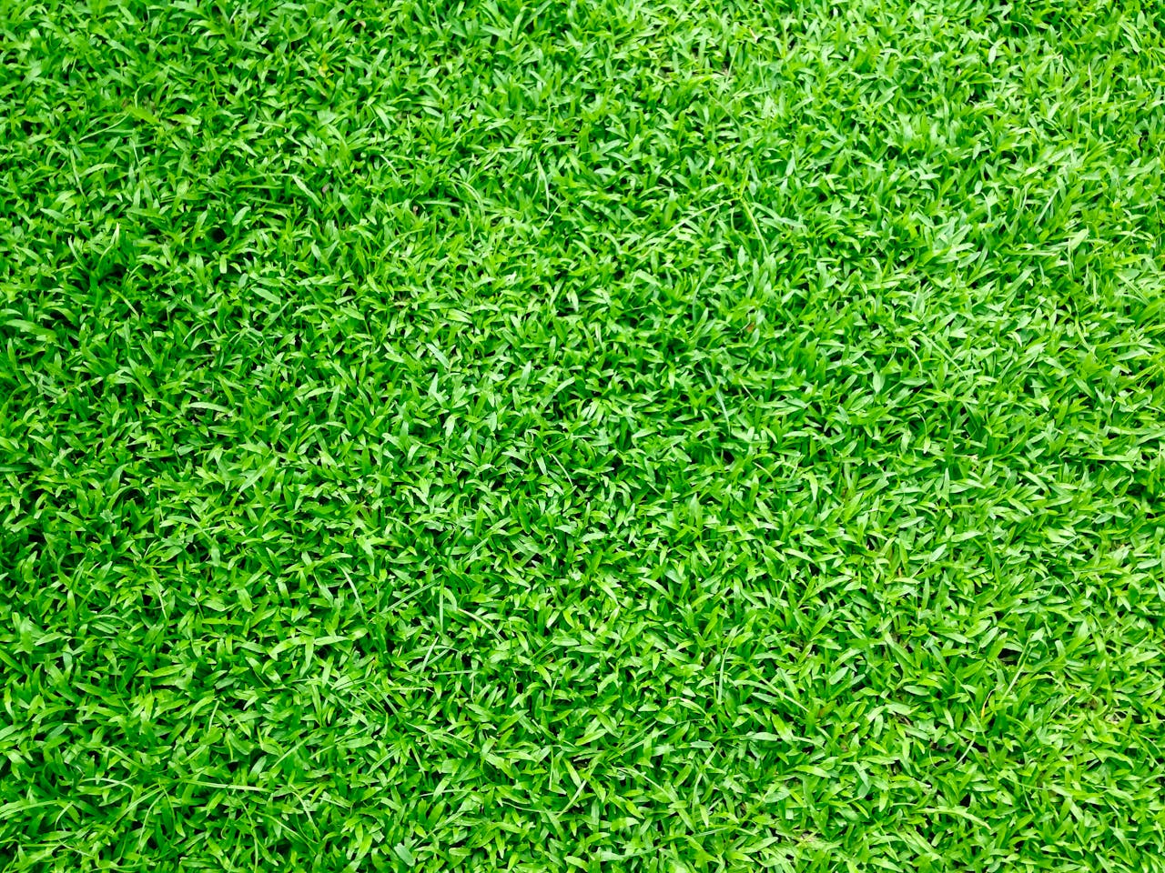 Services Vibrant green grass close-up, perfect for background or texture use in outdoor themes.