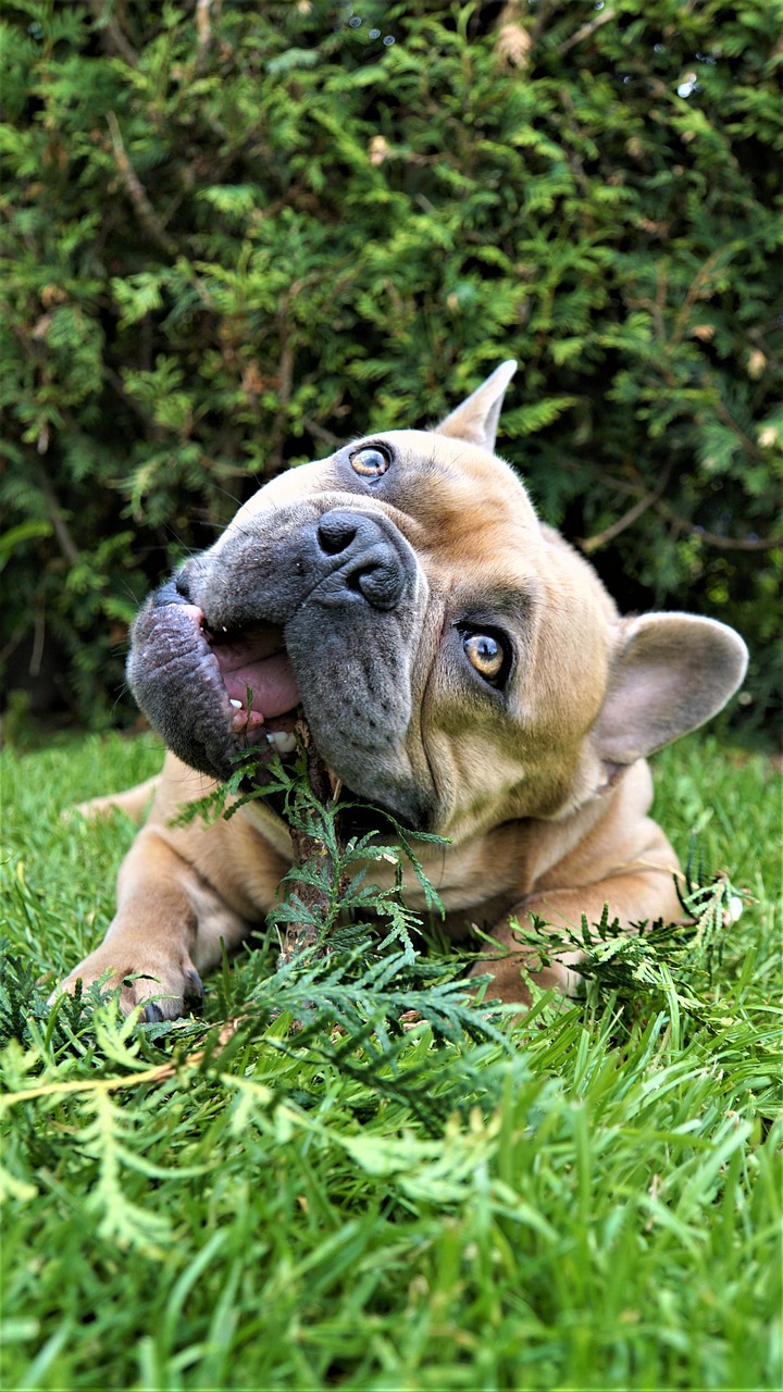 Home french bulldog, dog, stick, chew, nature, dental care, animal, love, cute, eyes, view, loyal friend, adorable, bulldog, fun, outdoors, in the garden, pet, on the grass, beige, fur, green, lawn, cypress