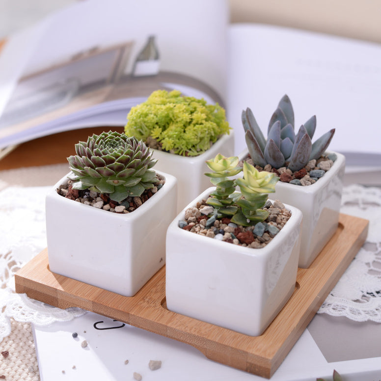 Set of 4 Minimalist Cube Flowerpots White Ceramic Succulent Planter Pot with Bamboo Stand for Cactus Mini Bonsai